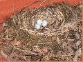 누구의 둥지에 새...